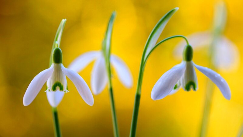 Snowdrop Flowers — Yellow