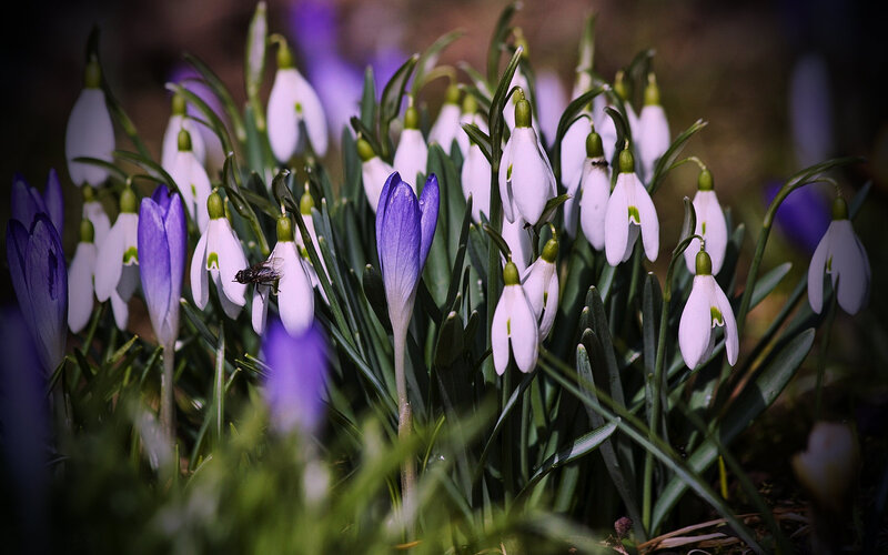 Snowdrops and Crocuses — White, Natural
