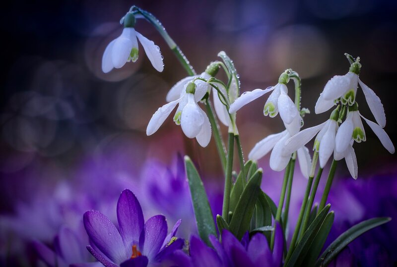 Snowdrops and Crocuses — White, Serene, Spring, Photograph