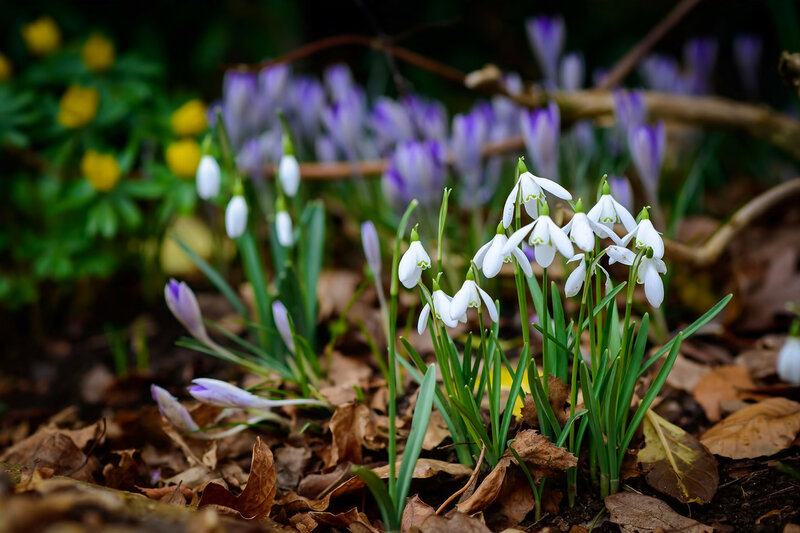 Snowdrops and Crocuses — White, Serene, Spring