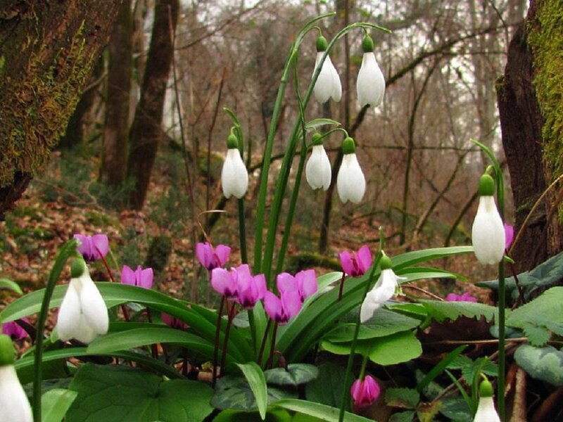 Snowdrops and Cyclamen