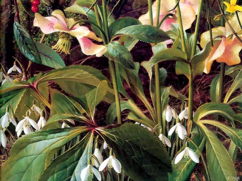 Snowdrops and Hellebores