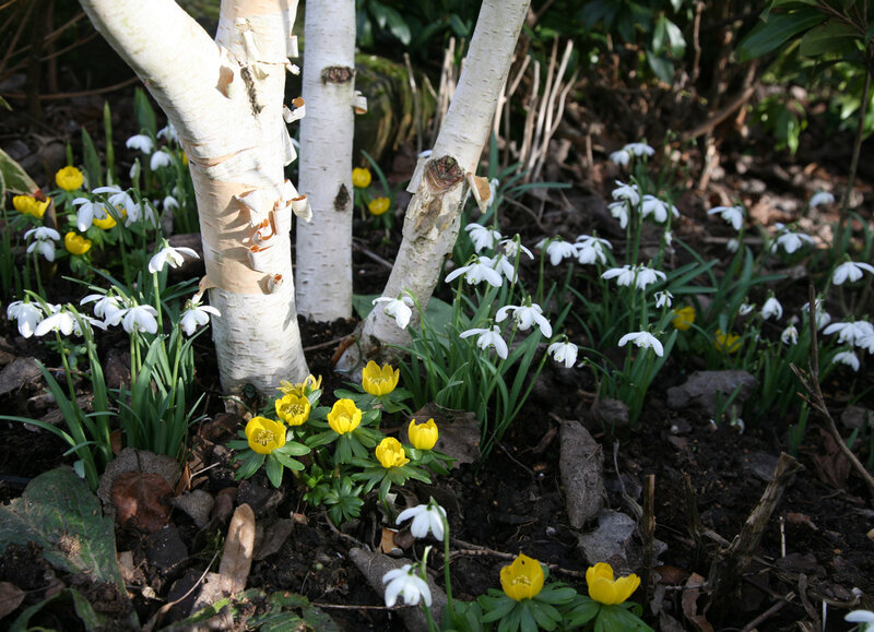 Snowdrops and Winter Aconites