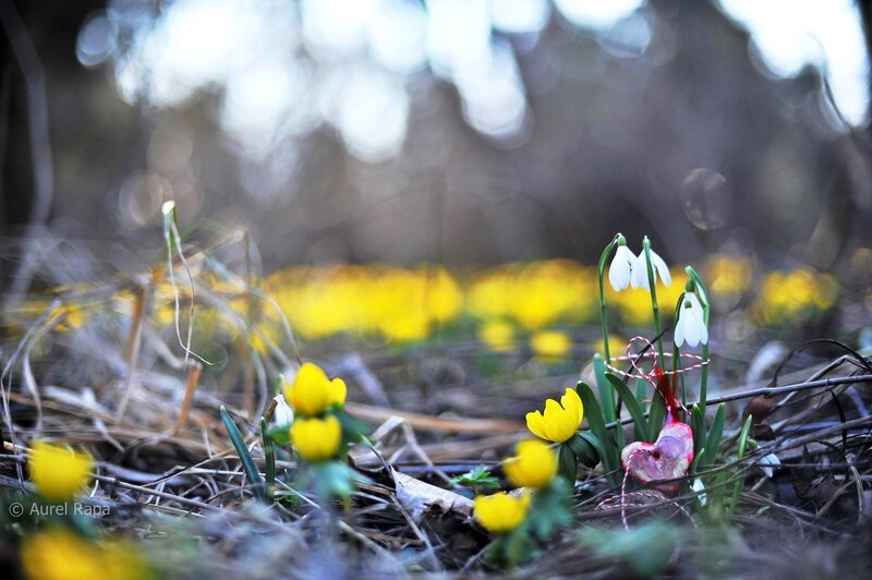 Snowdrops and Yellow Flowers