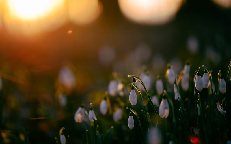 Snowdrops at sunset