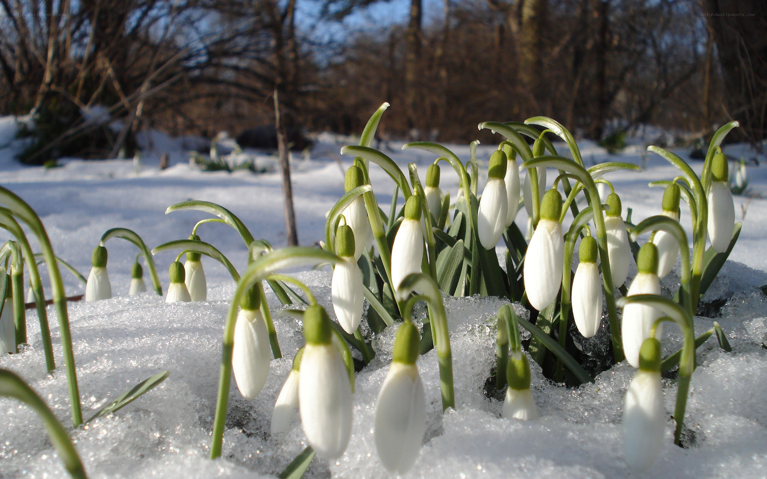 Snowdrops blooming in snow