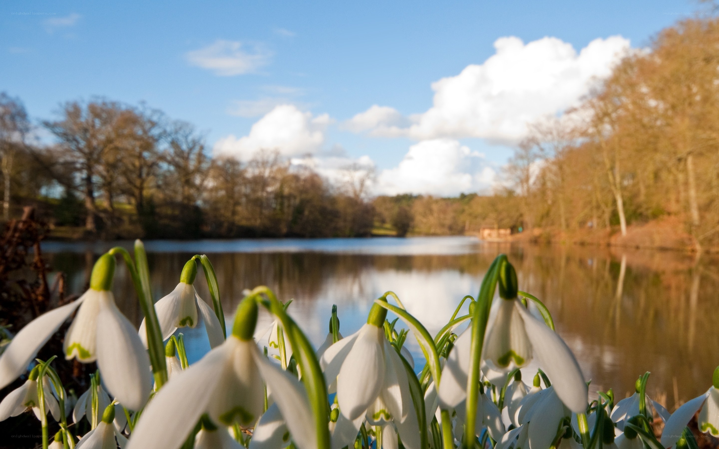 Snowdrops by the lake