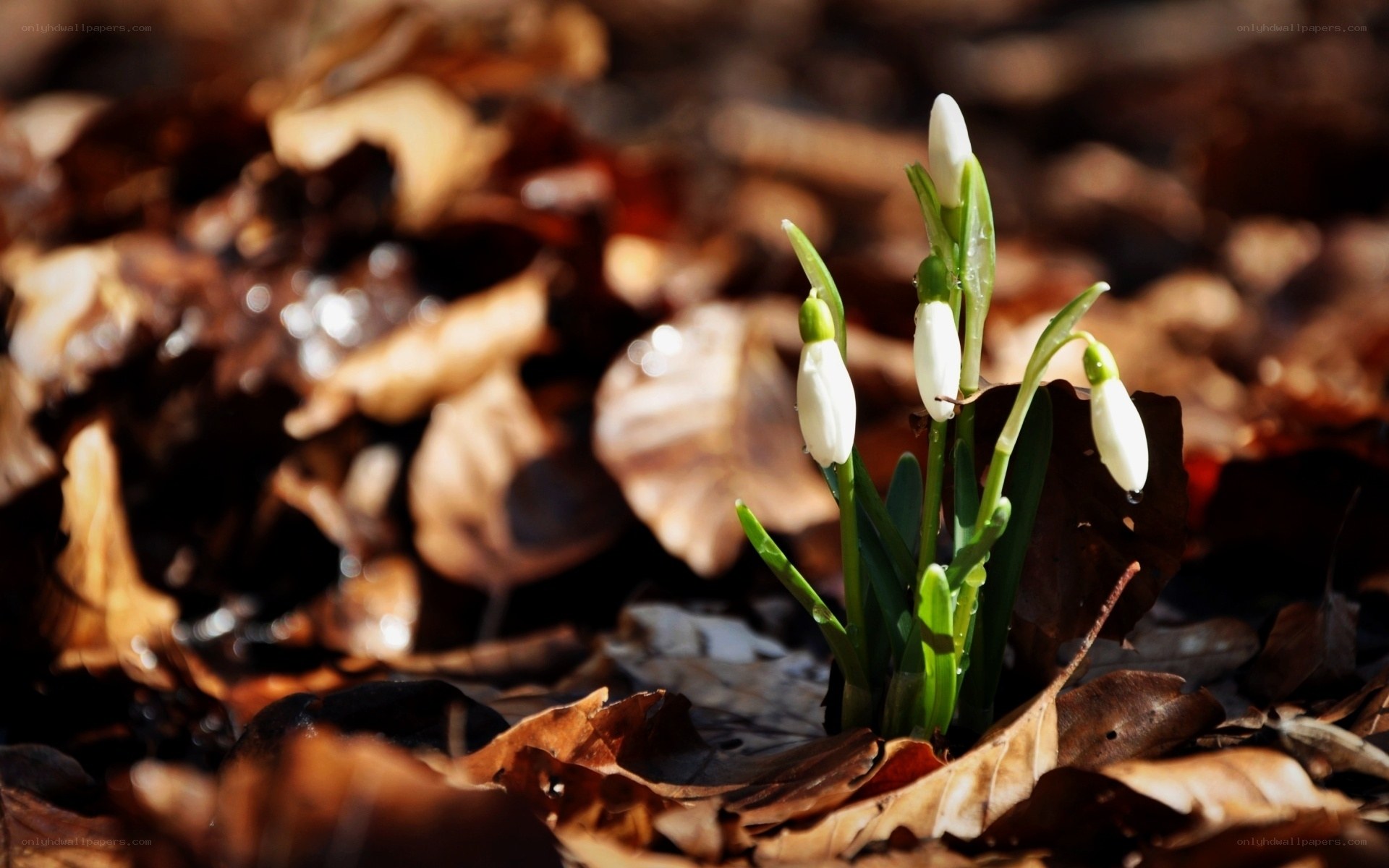 Snowdrops emerging from leaves