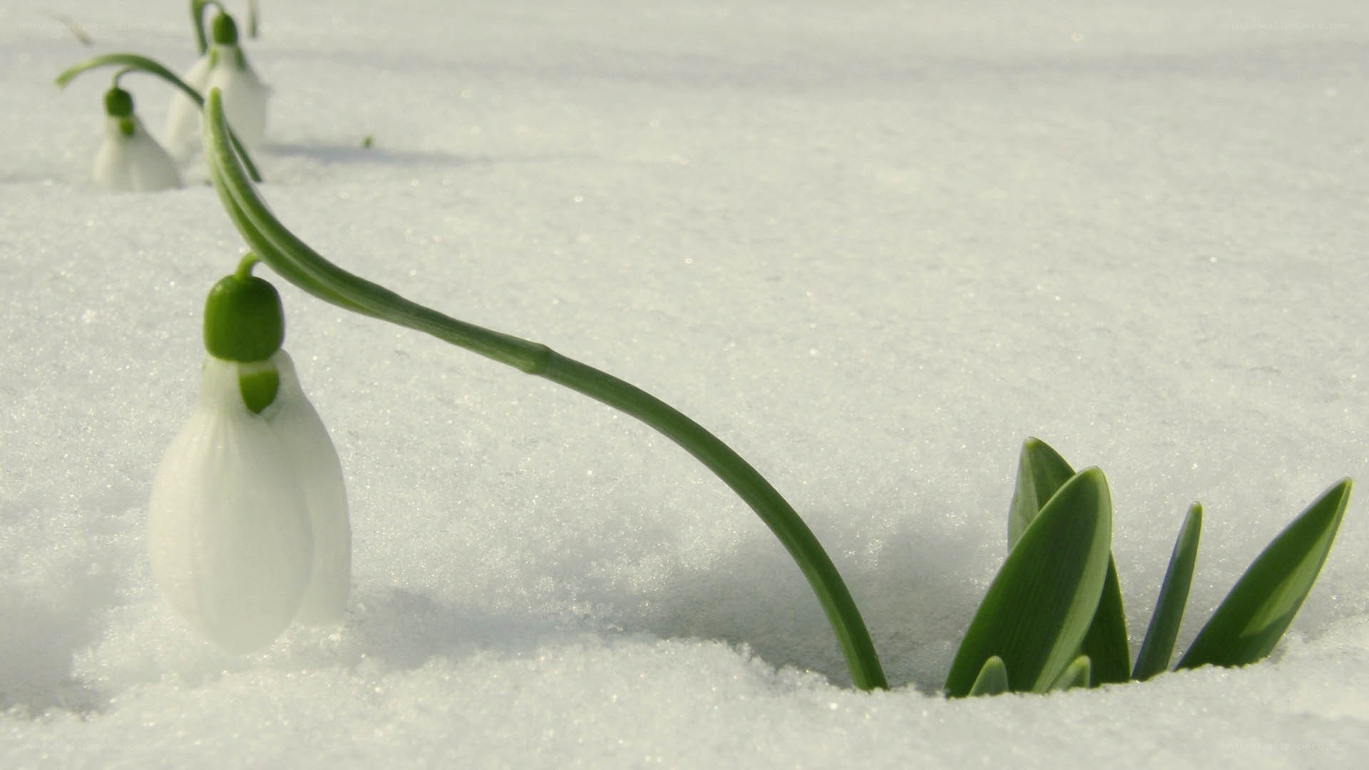 Snowdrops emerging from snow