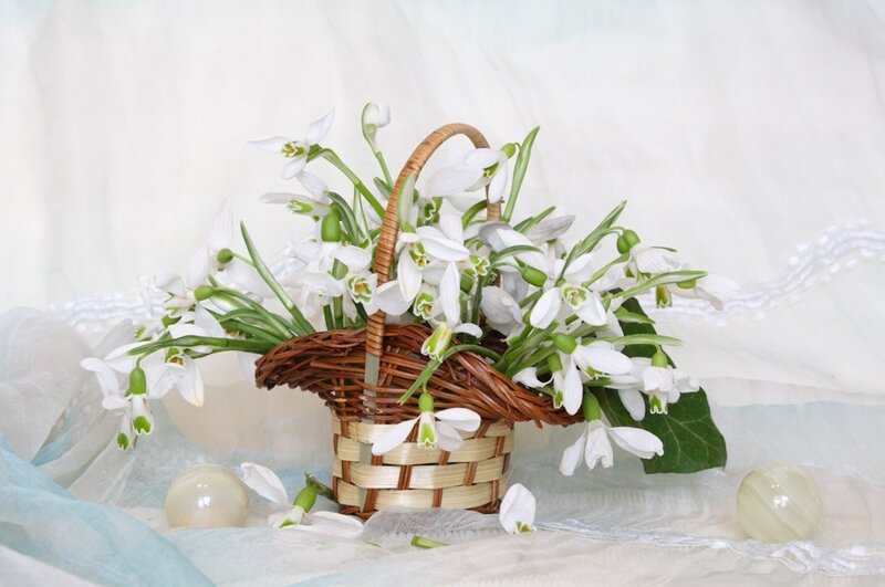 Snowdrops in a Basket