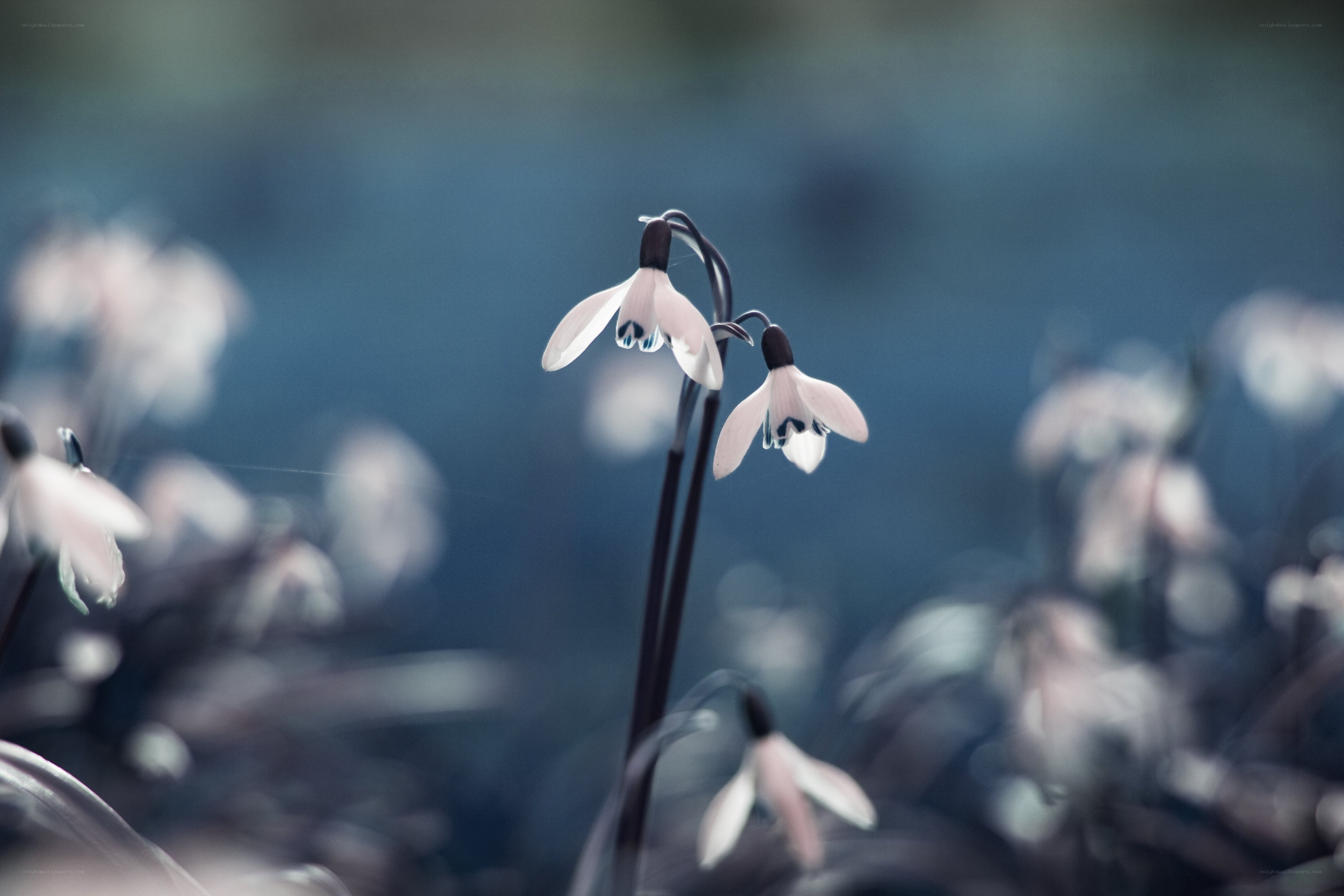 Snowdrops in a blue haze