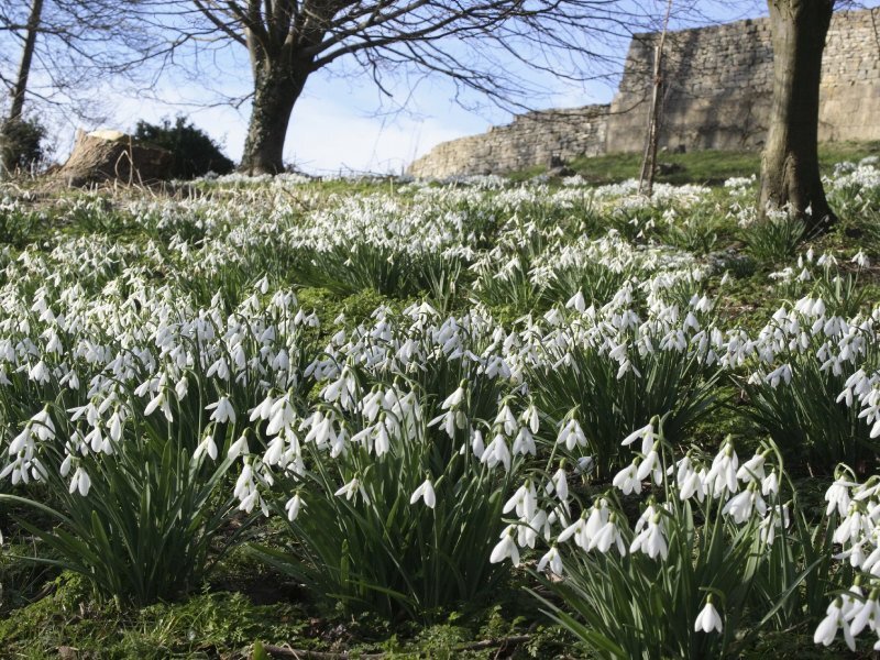 Snowdrops in a Field