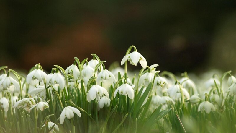 Snowdrops in a Field — White, Serene, Spring, Photograph, Flowers, Green Leaves