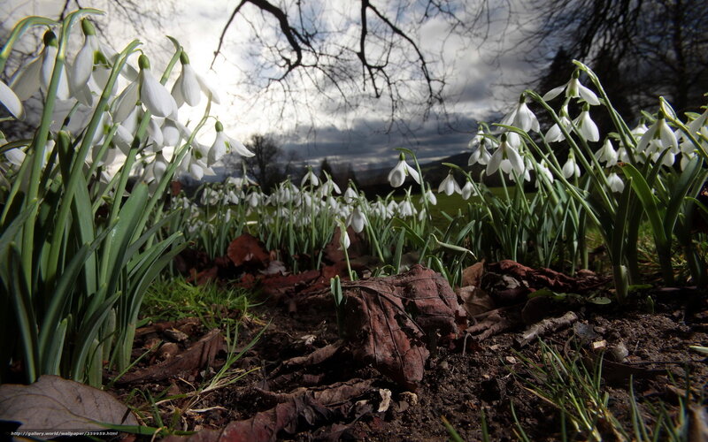 Snowdrops in a Field — White, Serene, Spring, Photograph, Flowers