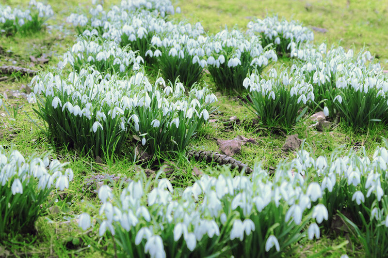 Snowdrops in a Field — White, Serene, Spring, Photograph