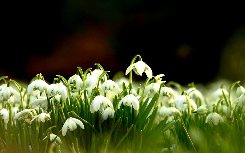 Snowdrops in a Field — White