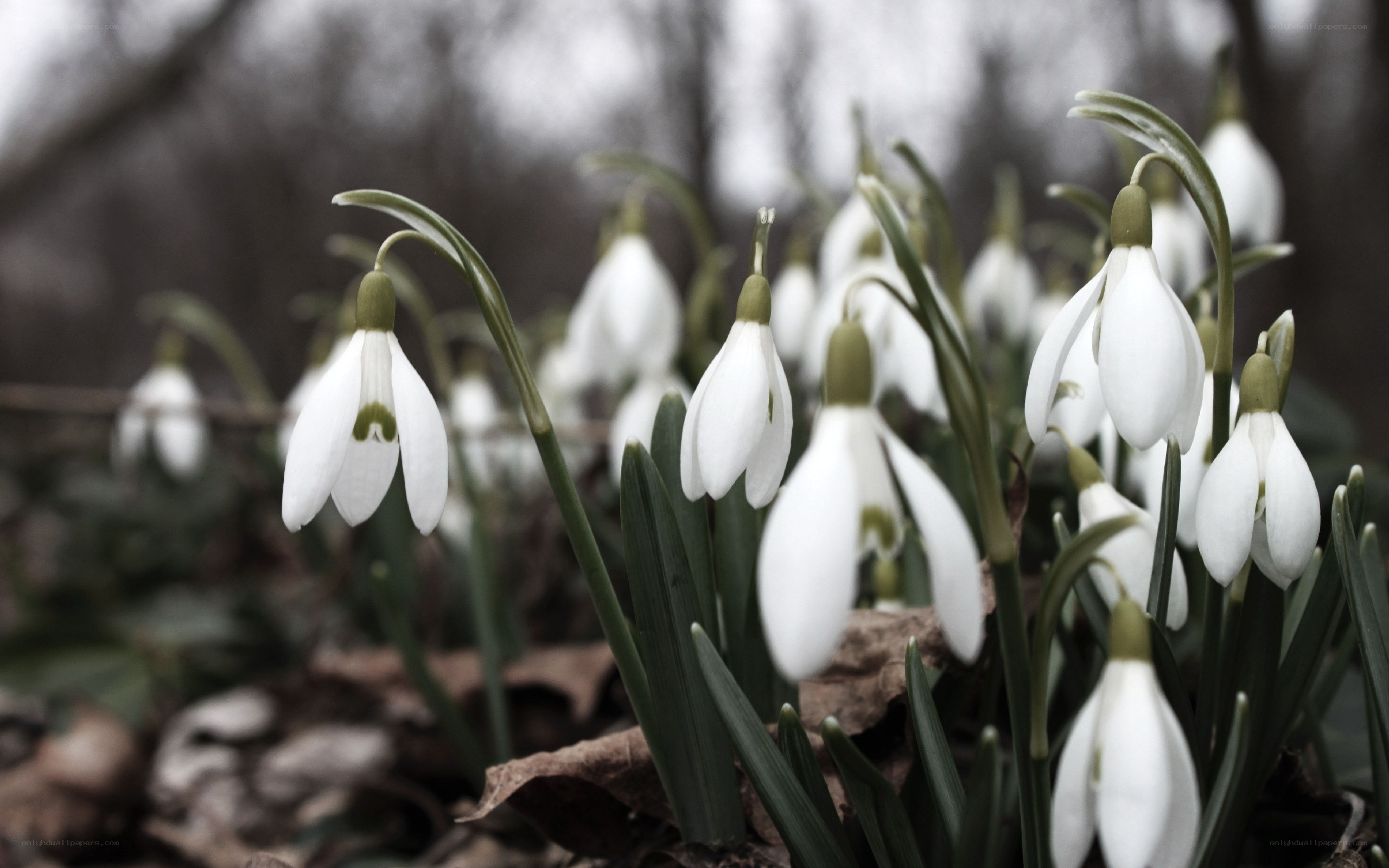 Snowdrops in a forest