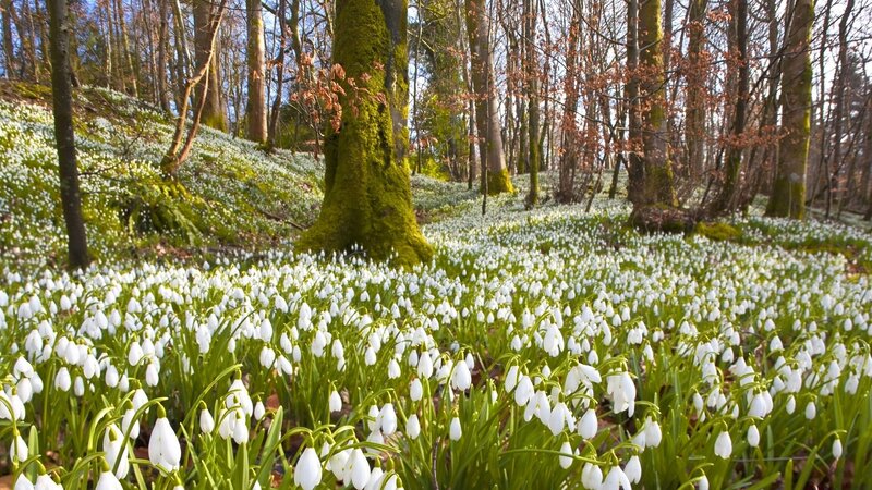 Snowdrops in a forest