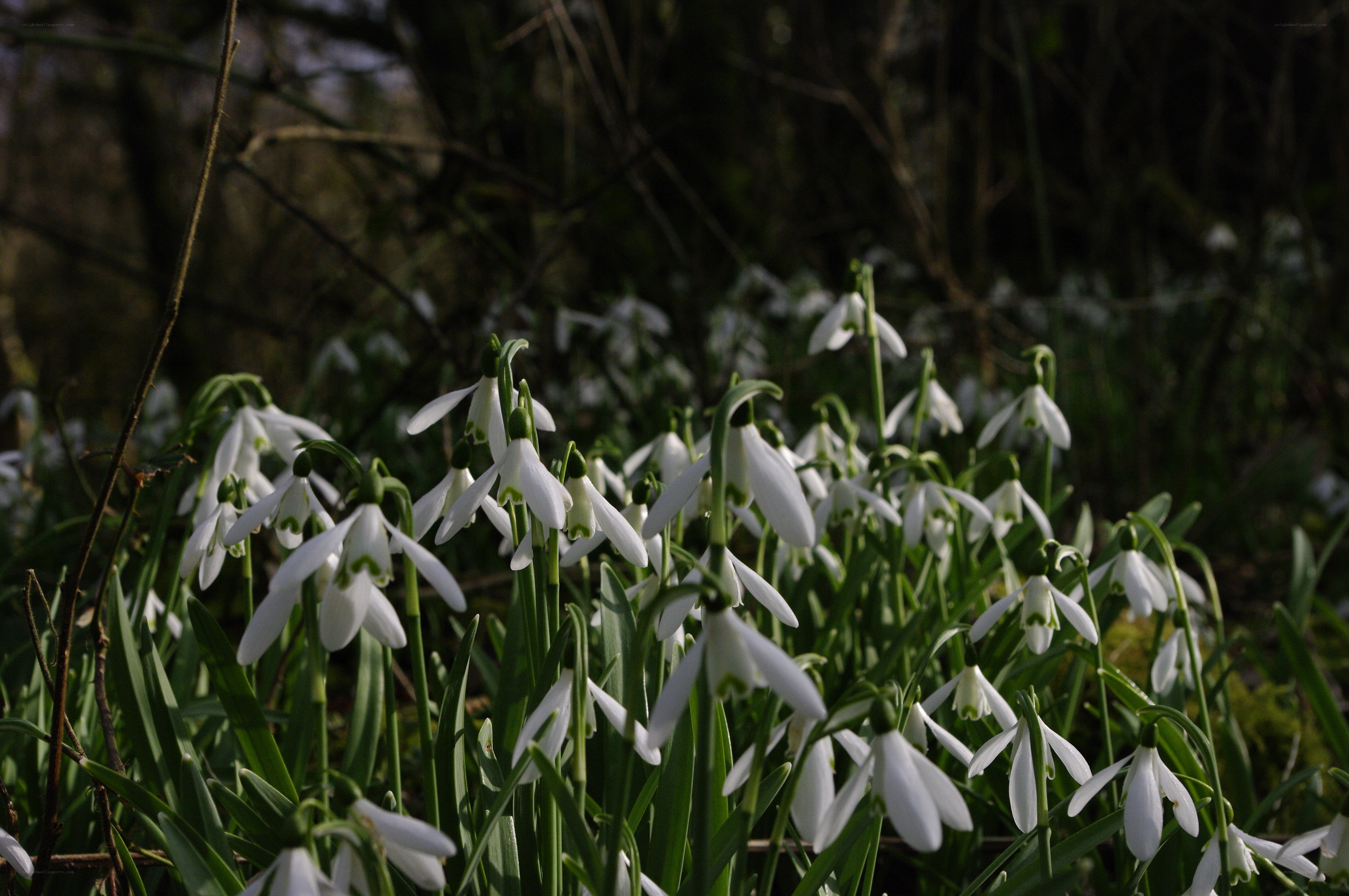 Snowdrops in a forest