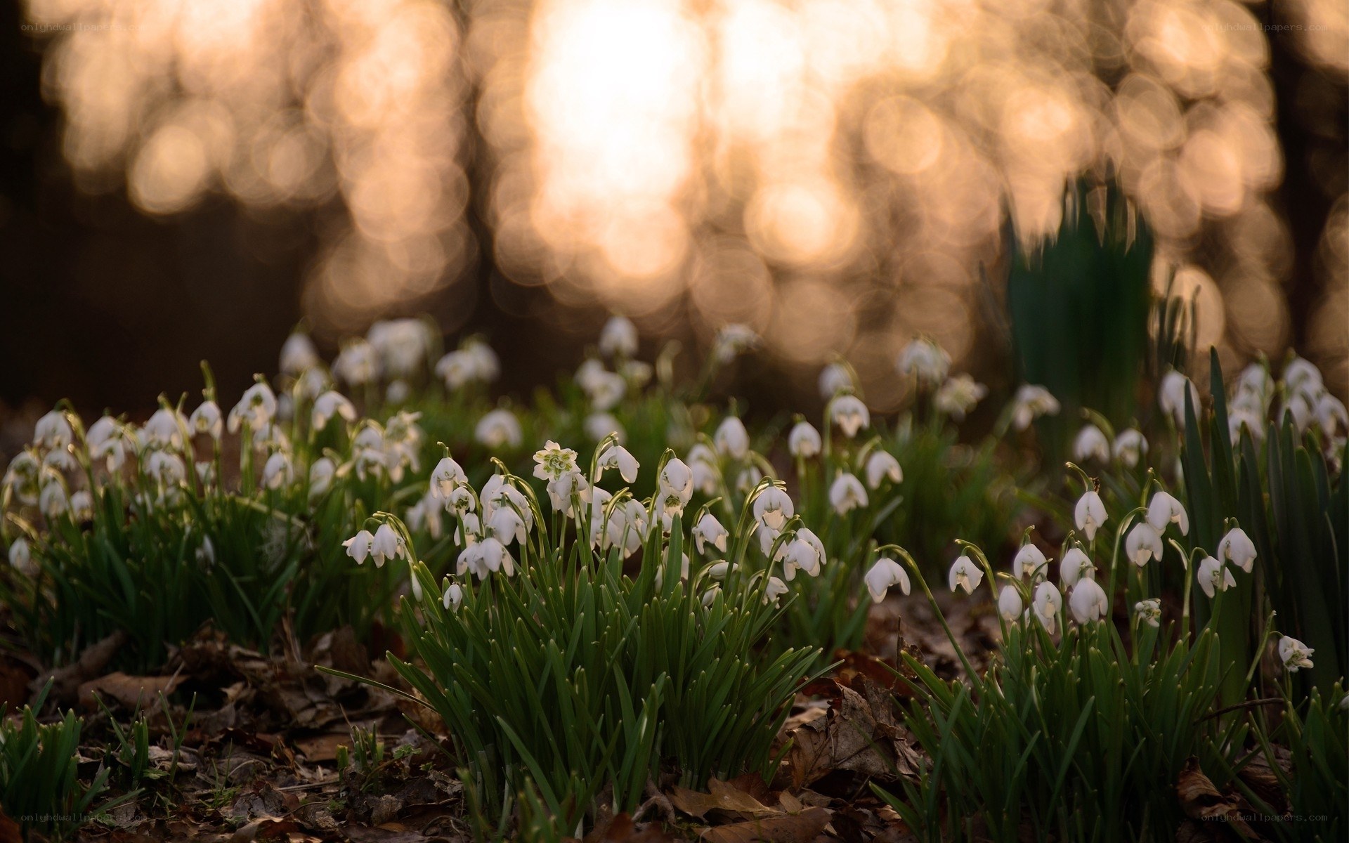 Snowdrops in a forest at sunset