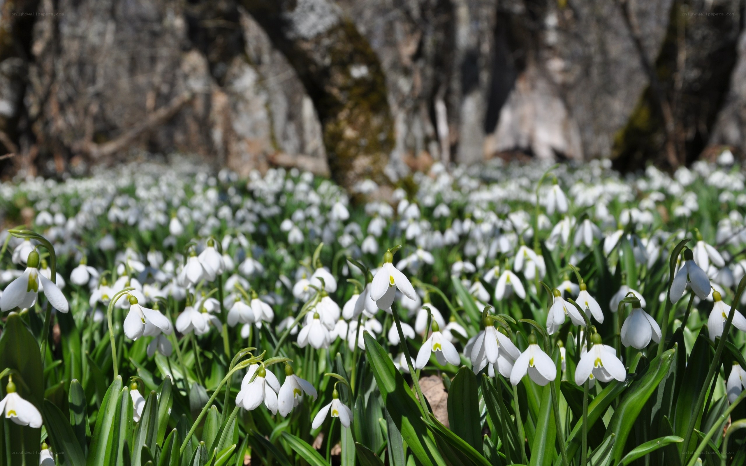 Snowdrops in a forest clearing