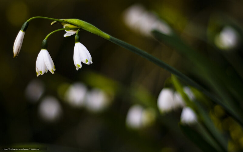 Snowdrops in a forest