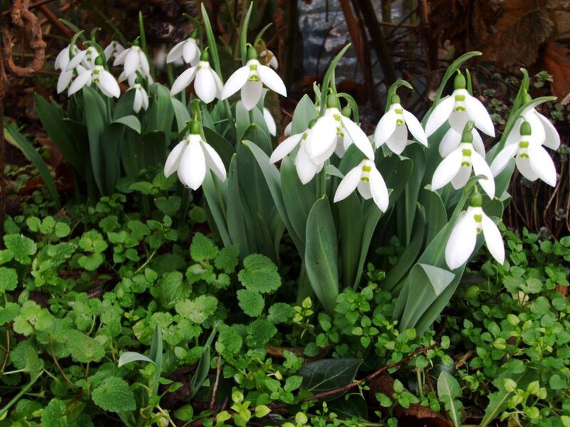 snowdrops in a garden