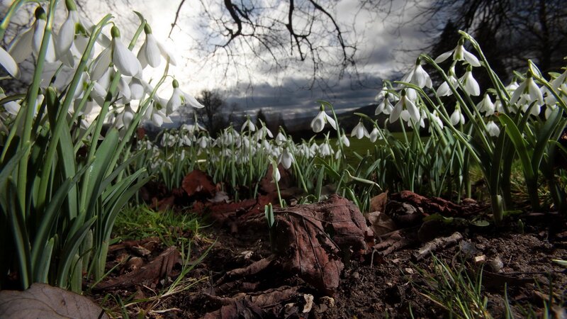 Snowdrops in a Garden — White, Serene
