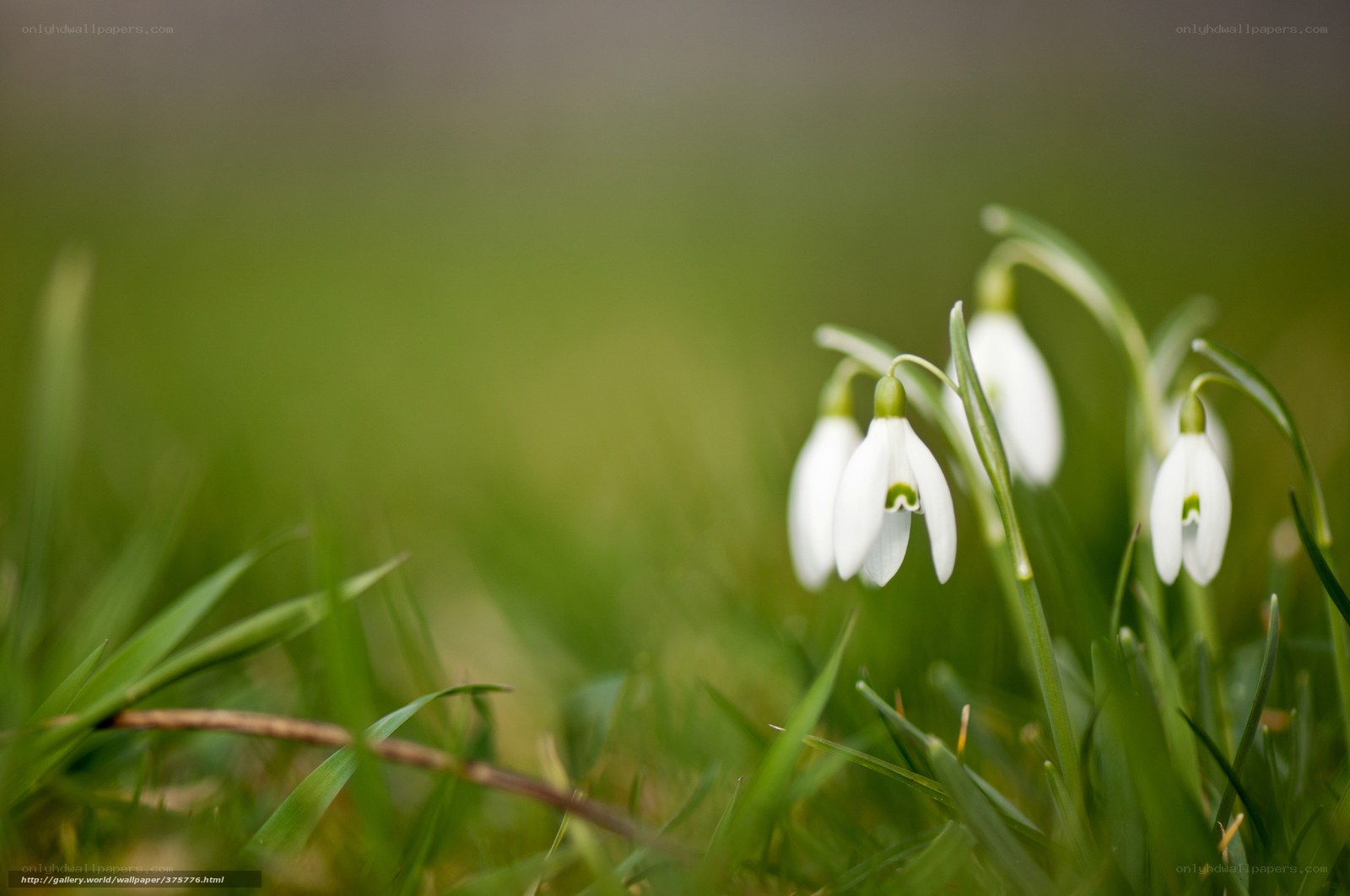 Snowdrops in a green field
