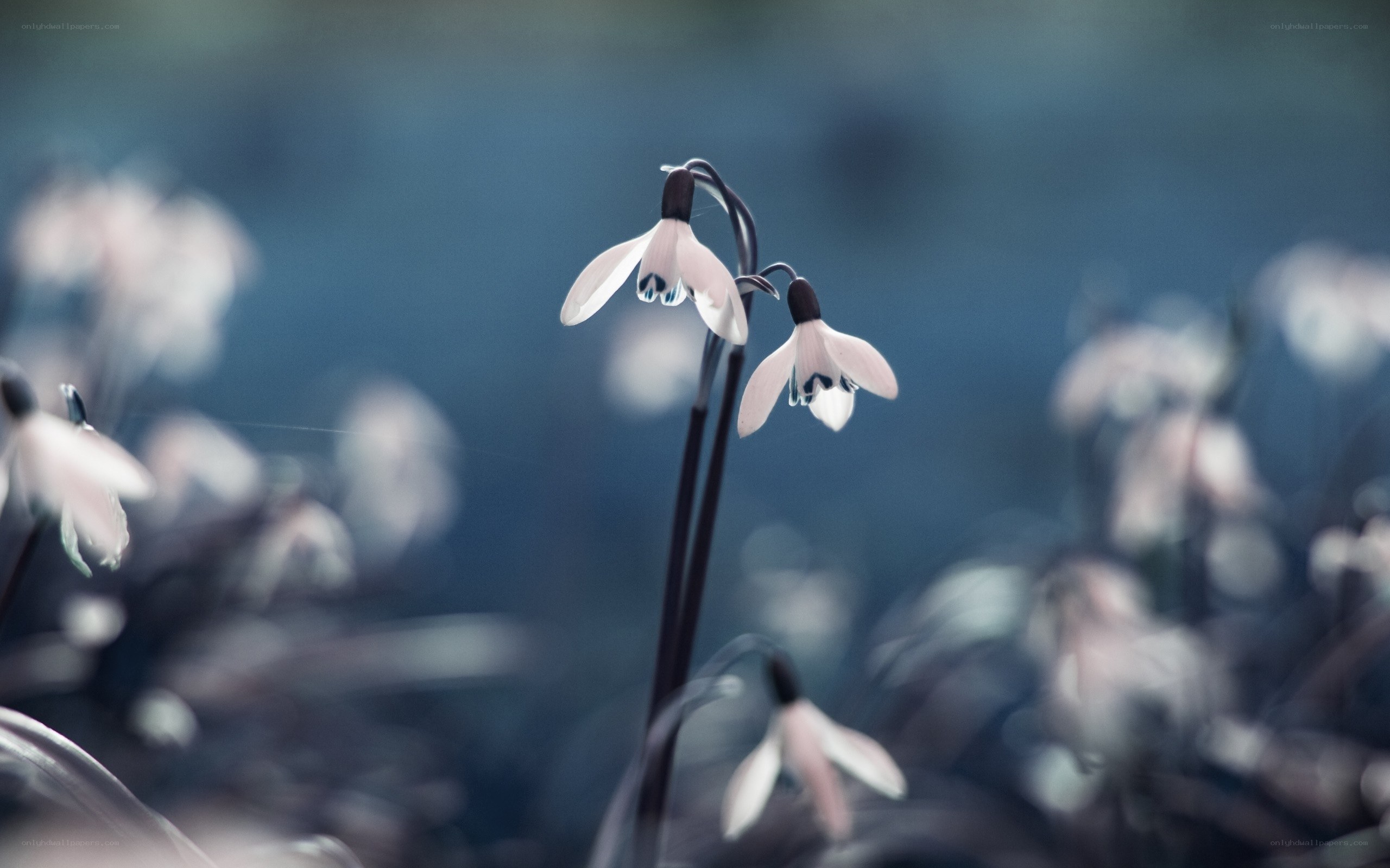 Snowdrops in a misty field