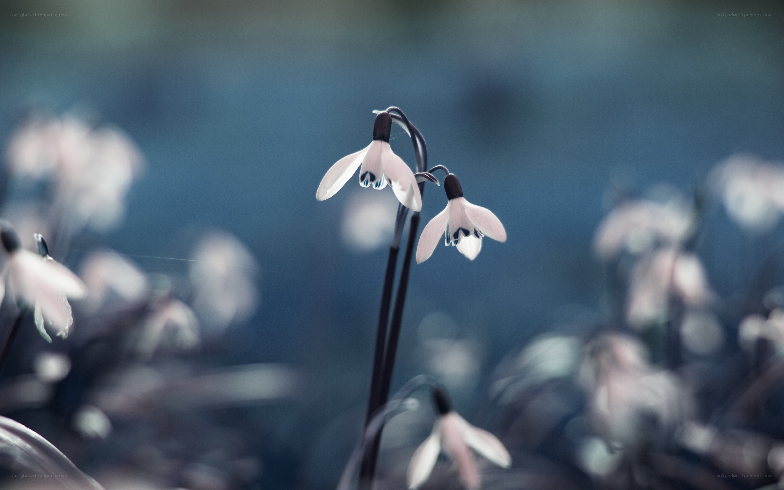 Snowdrops in a misty field
