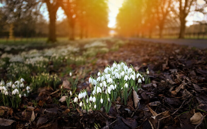 Snowdrops in a park at sunrise