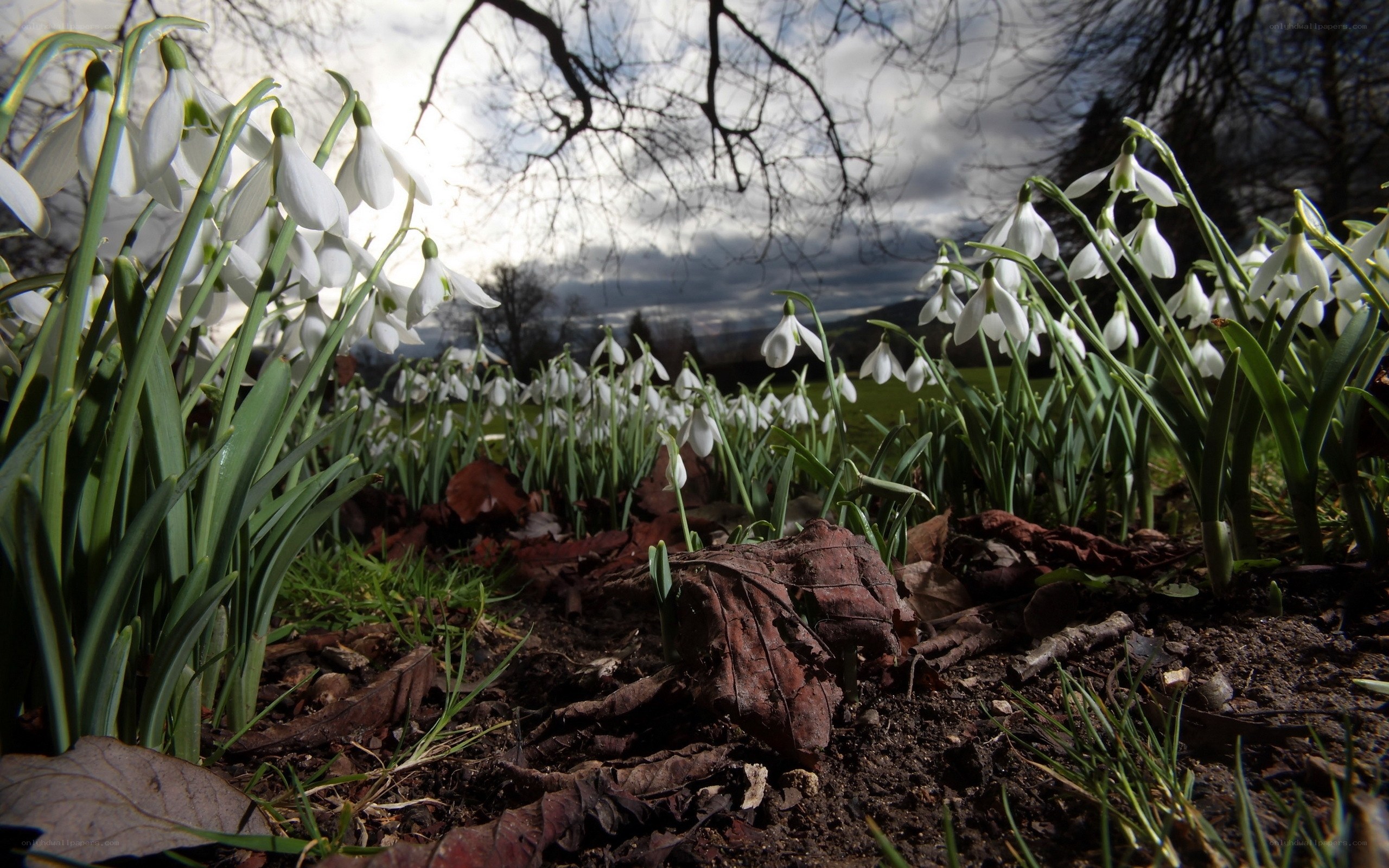 Snowdrops in a park