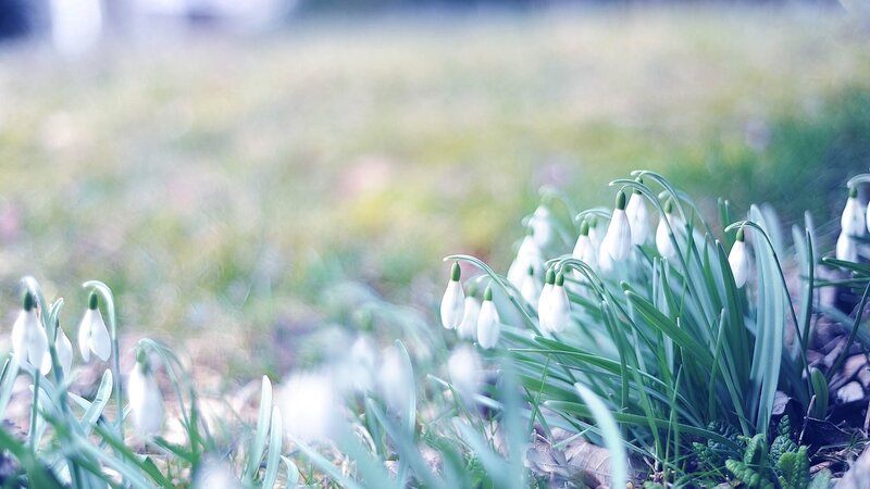 Snowdrops in a spring meadow