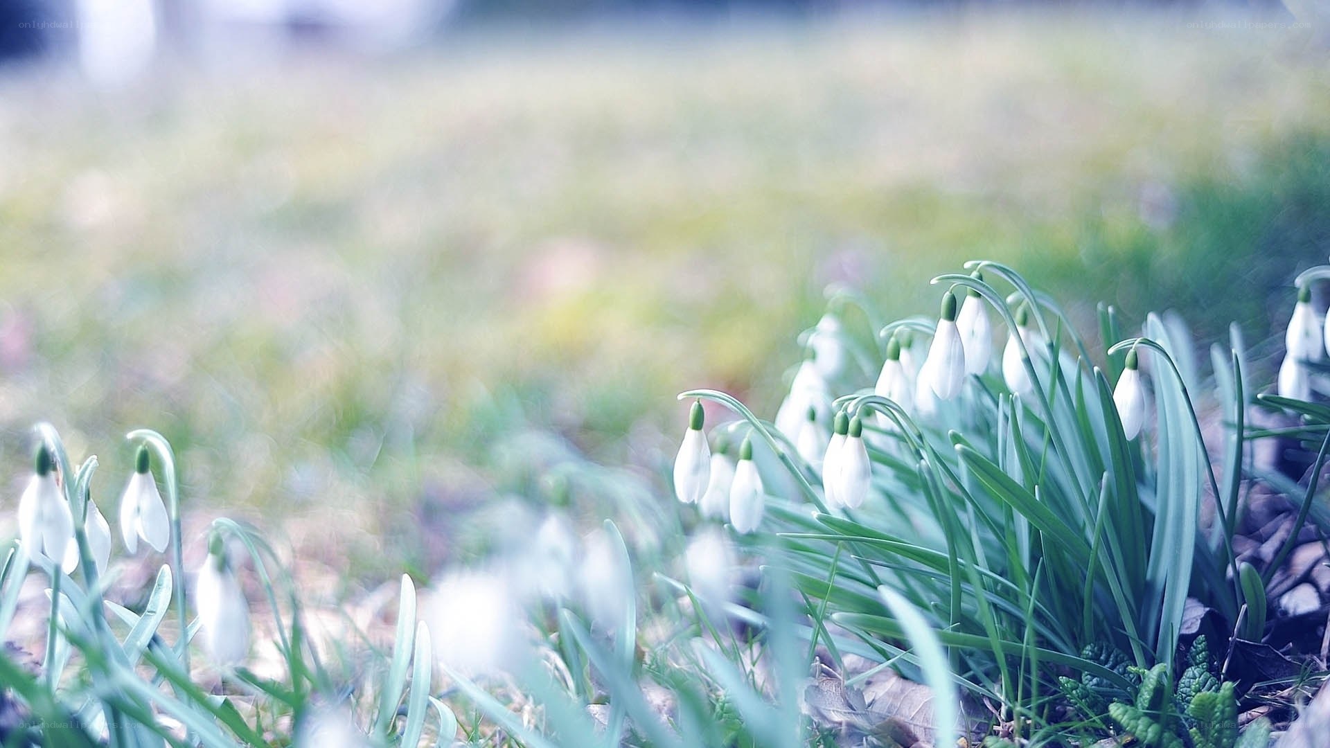 Snowdrops in a spring meadow
