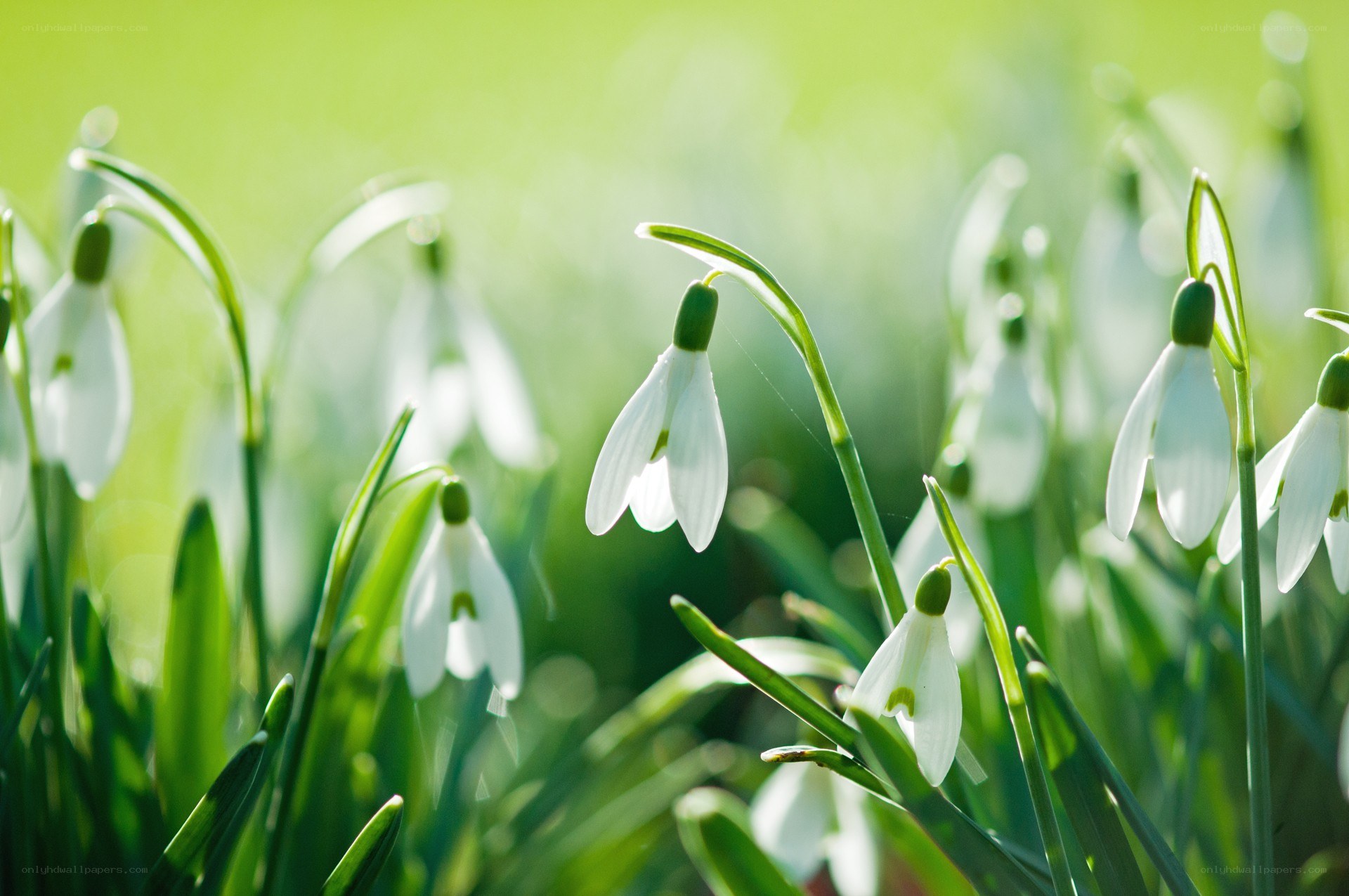 Snowdrops in a sunlit field