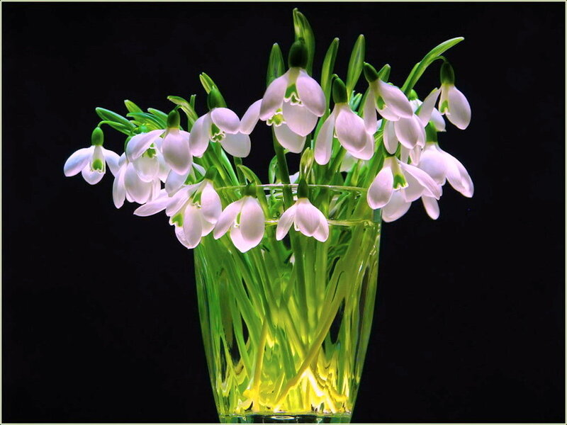 Snowdrops in a Vase