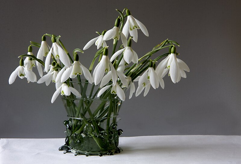 Snowdrops in a Vase — White, Calm, Spring