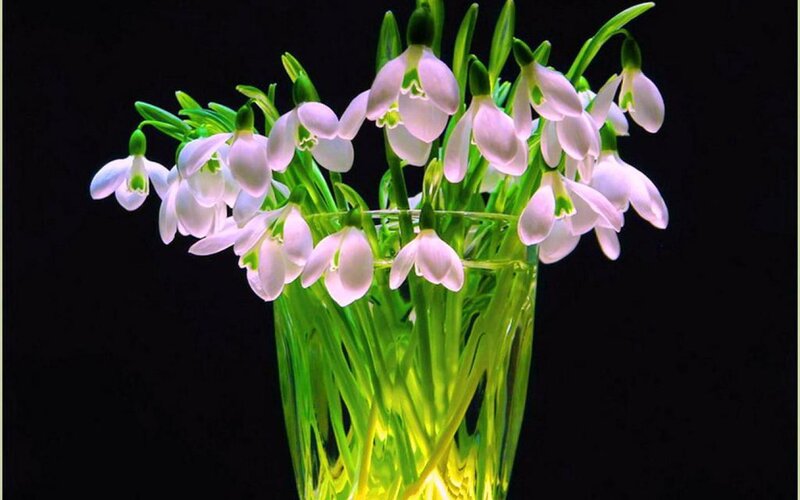 Snowdrops in a Vase — White, Dramatic, Photograph, Flowers