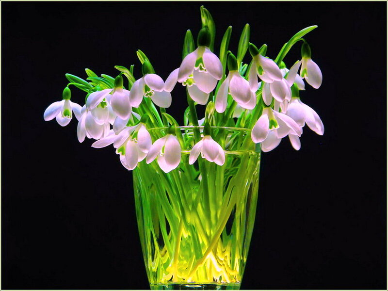 Snowdrops in a Vase — White, Dramatic, Photograph