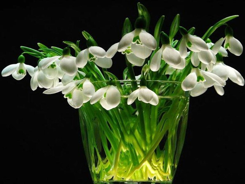 Snowdrops in a Vase — White, Dramatic