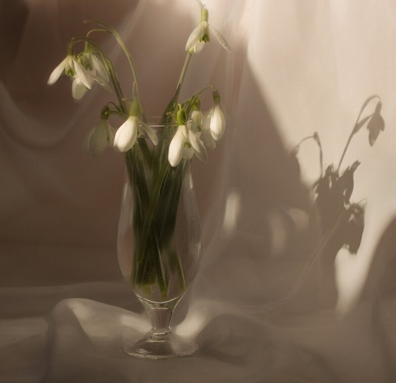 Snowdrops in a Vase — White, Serene, Spring