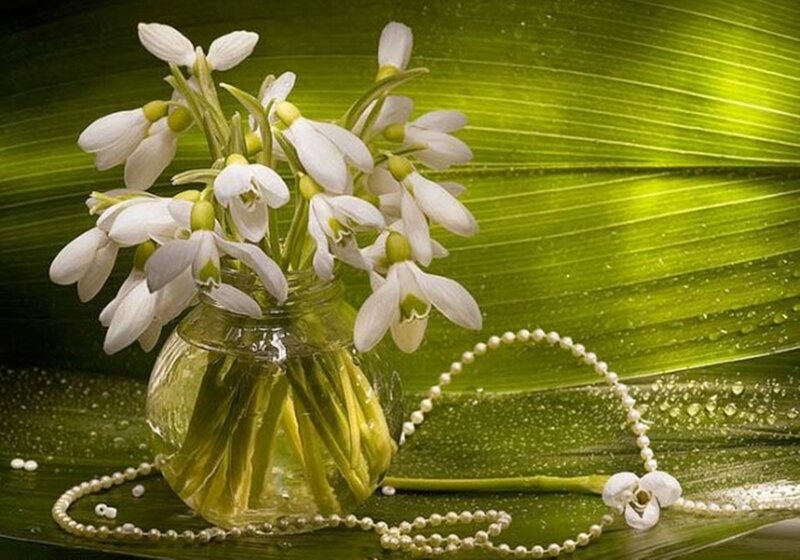 Snowdrops in a Vase — White, Serene