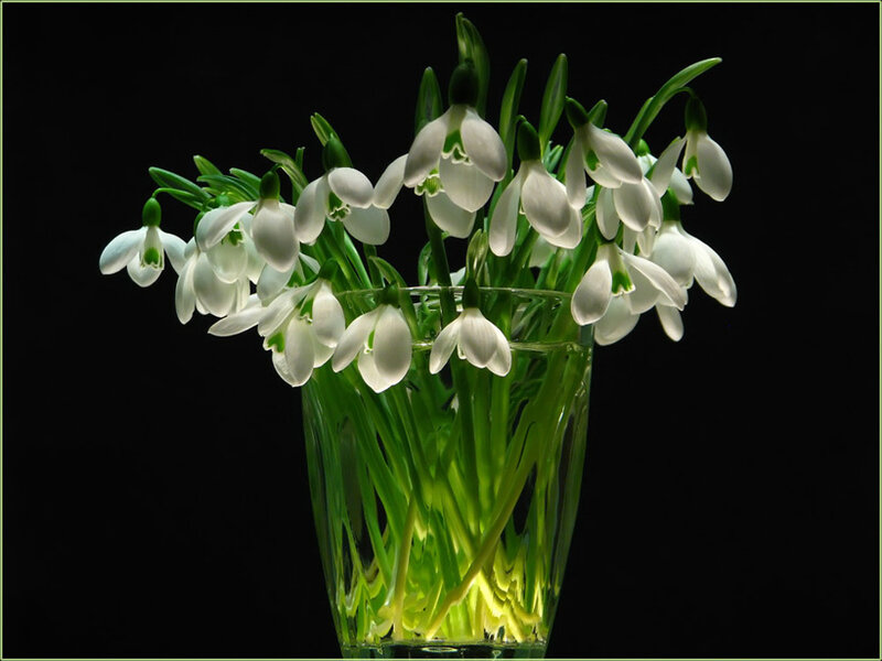 Snowdrops in a Vase — White