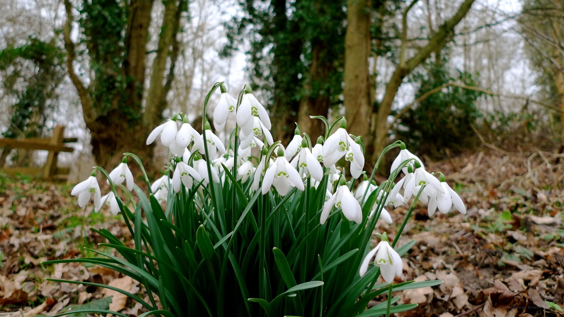 Snowdrops in a woodland scene