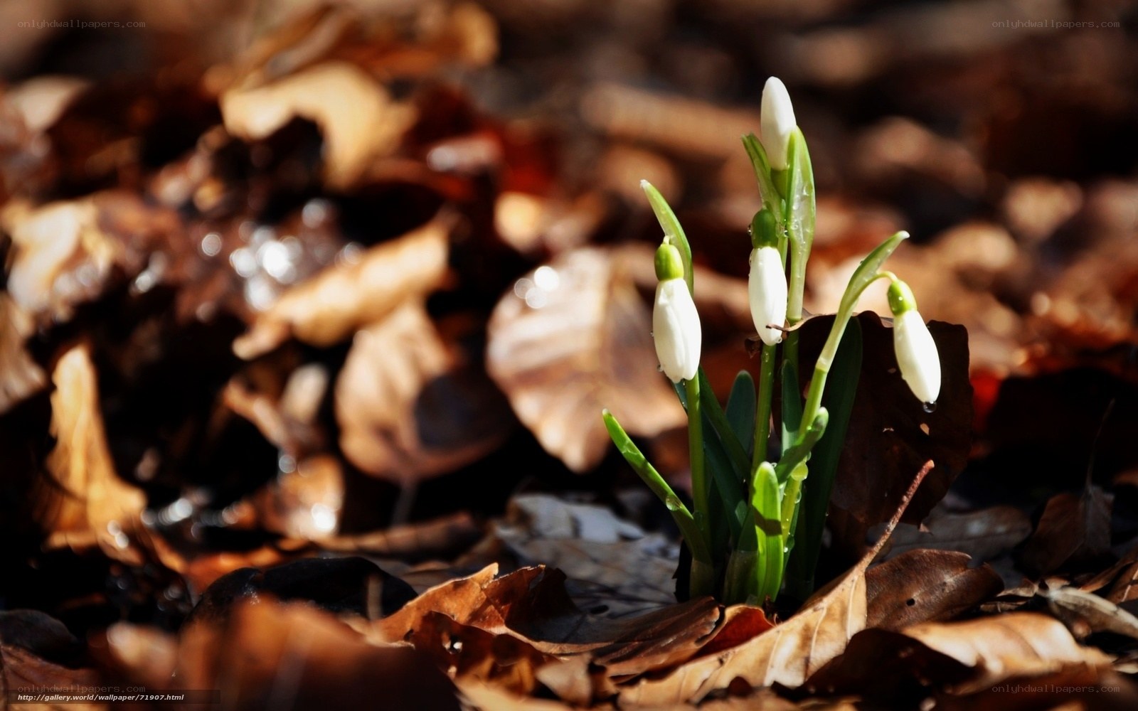 Snowdrops in autumn leaves