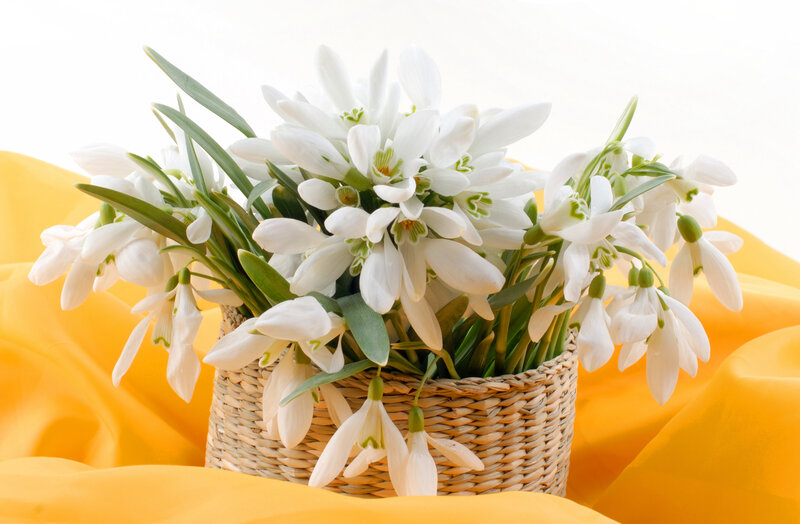 Snowdrops in Basket