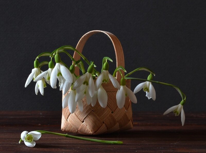 Snowdrops in Basket — White, Serene