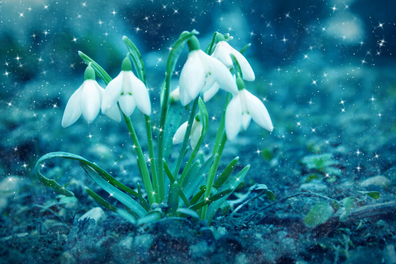 Snowdrops in Blue Light