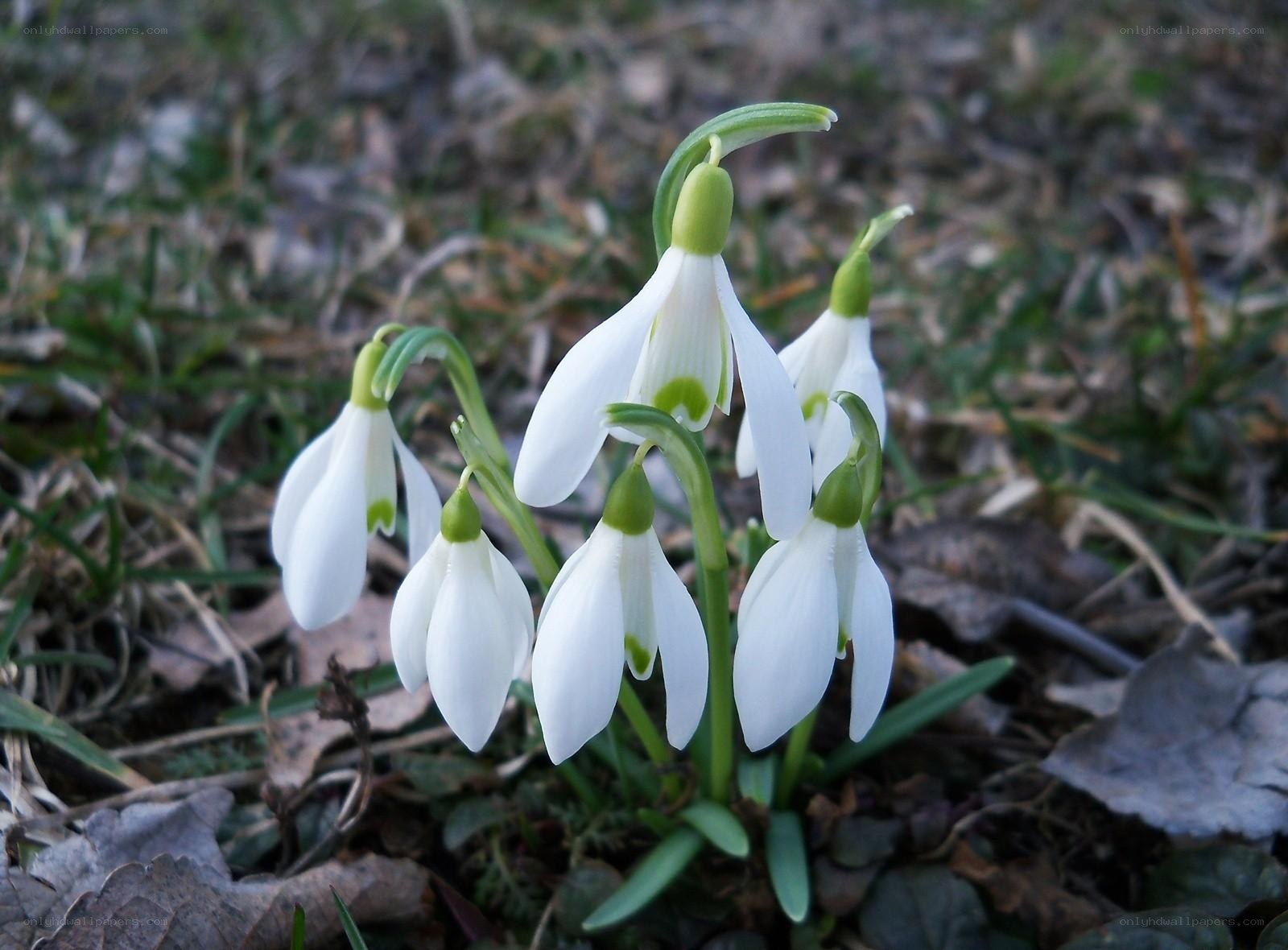 Snowdrops in early spring